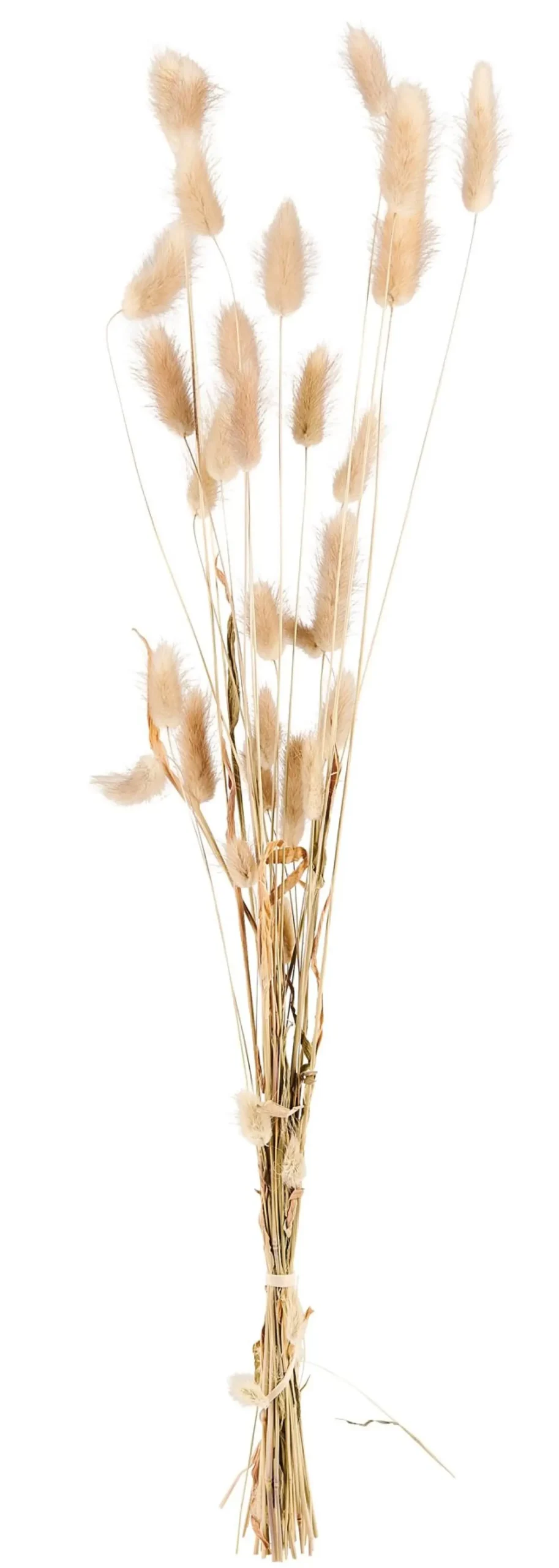 Flores Artificiales<CASA Lagurus Cola De Liebre Natural